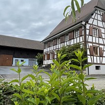r é s e r v é   -----     Sect. Jettingen/RN 419, Knoeringue, Ranspach, Windenhof Karting, env. 10-15 min Altkirch/€Airport-Bâle, Palmrain/D: Très beau Corps de ferme env. 270 m² / salon + Sàm env. 35 m² + kachelofen / cuisine env. 18 m² / 5 chambres de bonnes tailles, 1 salle de bain. Combles avec grand potentiel d'aménagement type Loft 80 m² sh, parquet massif. Top agencement, située au calme, cour + jardin, ensoleillée & proche centre + bordure du petit village.
