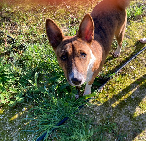 Jeune Basenji - Femelle - (chiens des Pharaons/Anu