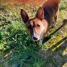 Jeune Basenji - Femelle - (chiens des Pharaons/Anubis) nommée 