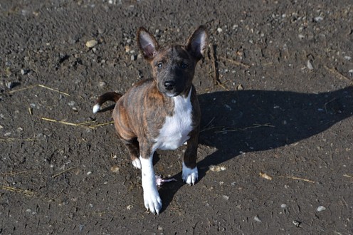 Chiots 2 mois * junge Hunde * puppies nés en Dece