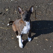 Chiots 2 mois * junge Hunde * puppies nés en Decembre - 4 femelles et 2 mâles. Disponibles à partir de mi/fin Février 2025.