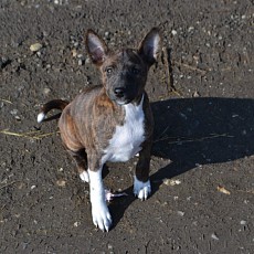 Chiots 2 mois * junge Hunde * puppies nés en Decembre - 4 femelles et 2 mâles. Disponibles à partir de mi/fin Février 2025.