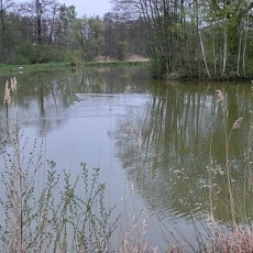 Sect. Burnhaupt/Schweighouse, 10 min de Mulhouse, 35 - 40 min de Basel: Dans un cadre enchanteur, deux vastes étangs poissonneux sur terrain d'env. 1.8 ha - situation idyllique, calme & ensoleillée aux pieds des Vosges. 